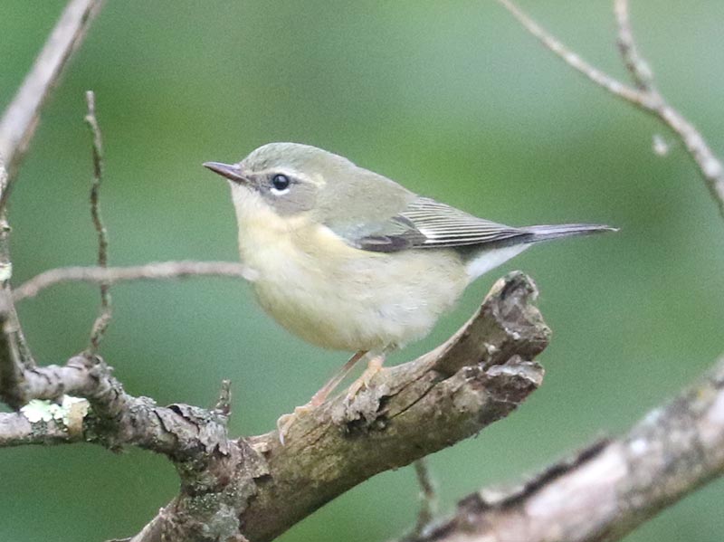 Mystery bird to be identified