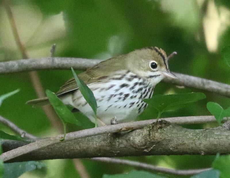 Mystery bird to be identified