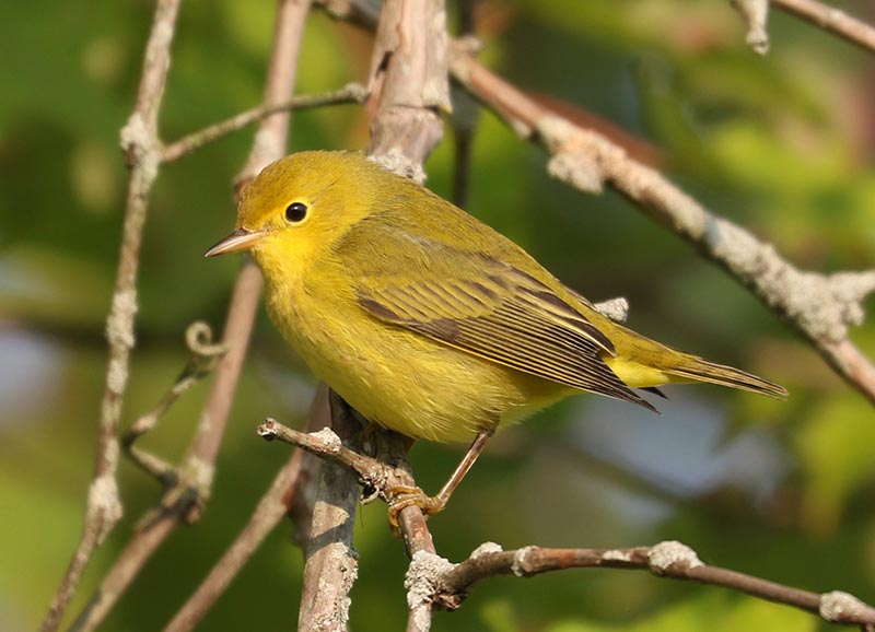 Mystery bird to be identified