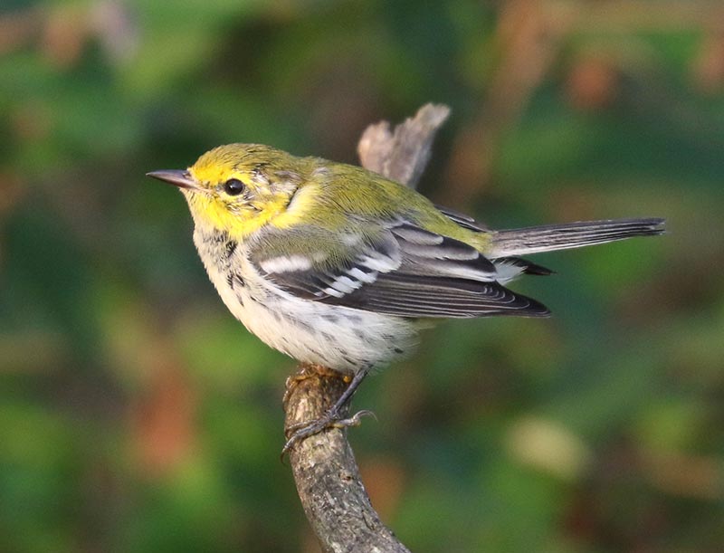 Mystery bird to be identified