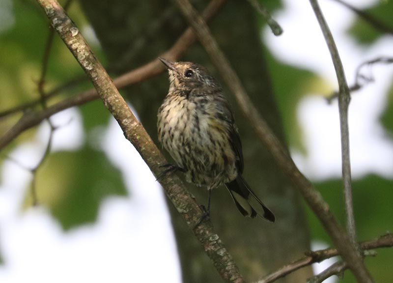 Mystery bird to be identified