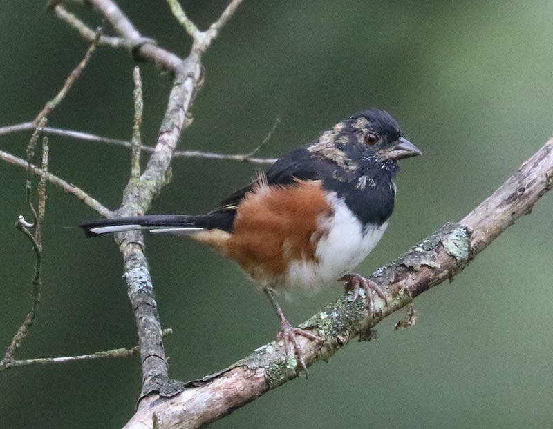 Mystery bird to be identified
