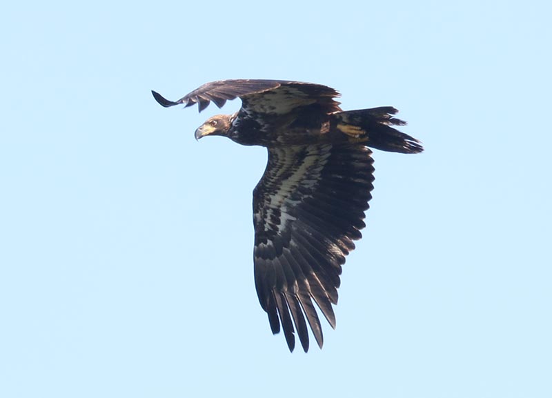 Mystery bird to be identified