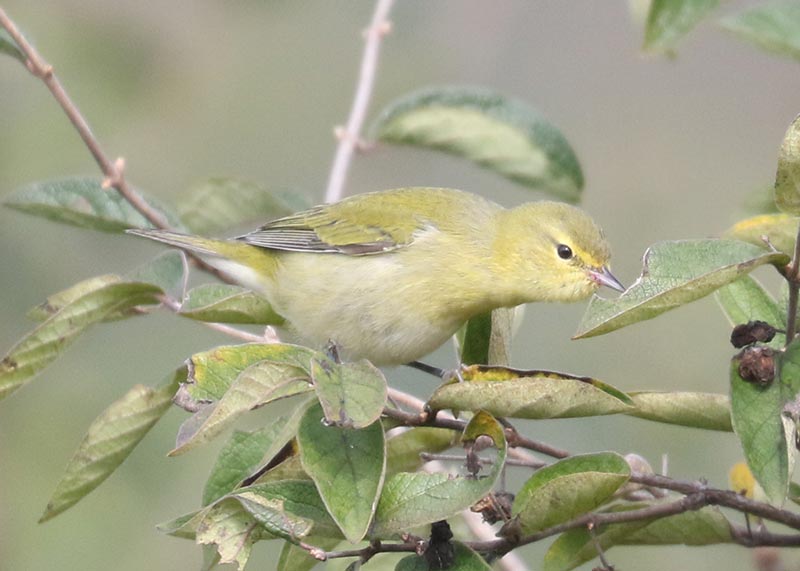 Mystery bird to be identified