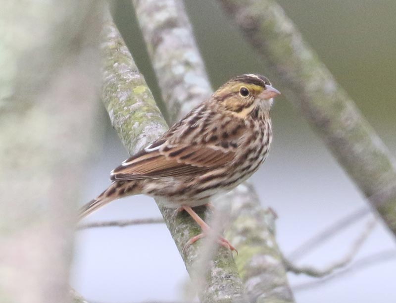 Mystery bird to be identified