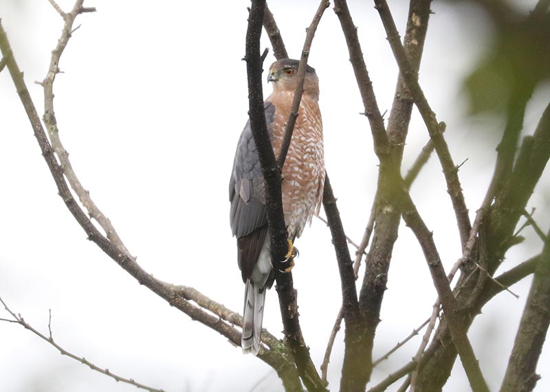 Mystery bird to be identified