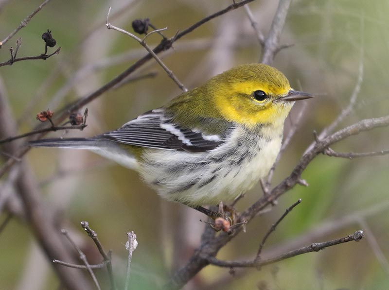 Mystery bird to be identified