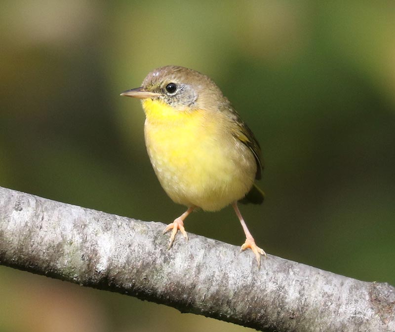 Mystery bird to be identified
