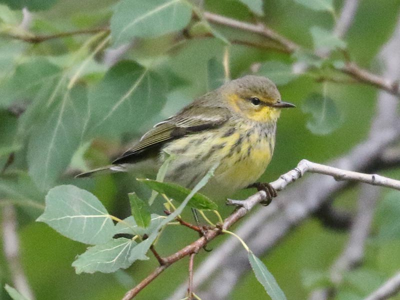Mystery bird to be identified
