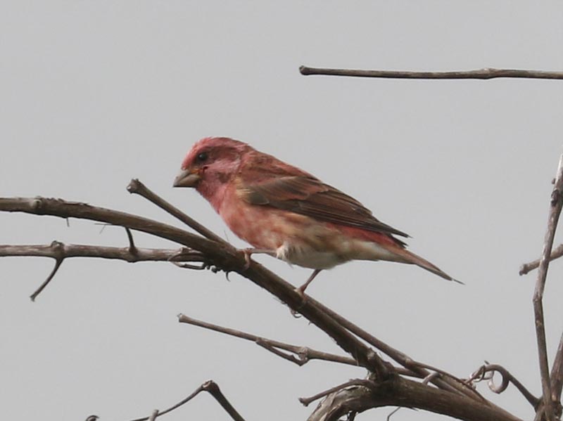 Mystery bird to be identified