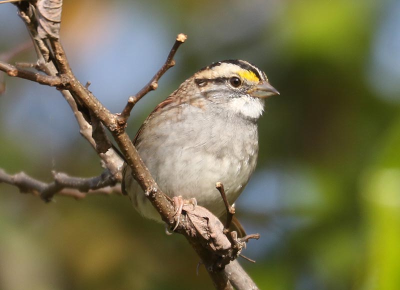Mystery bird to be identified
