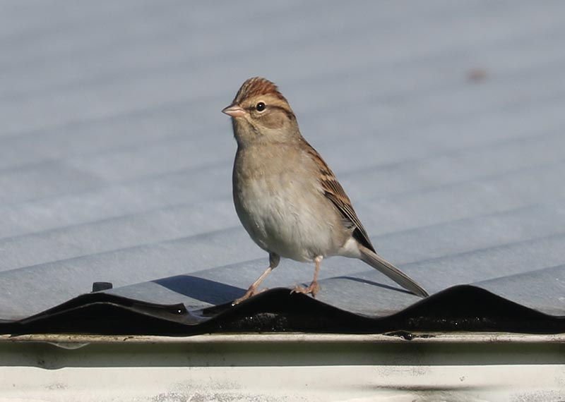 Mystery bird to be identified
