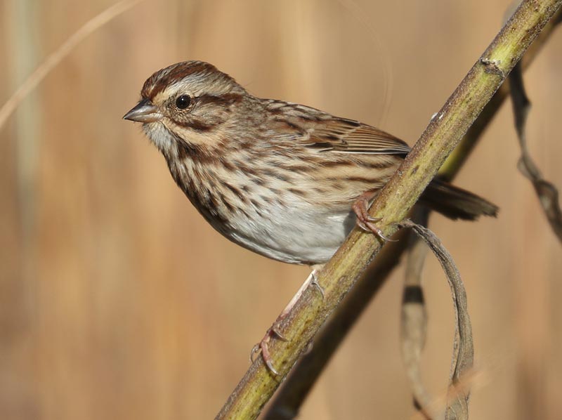Mystery bird to be identified