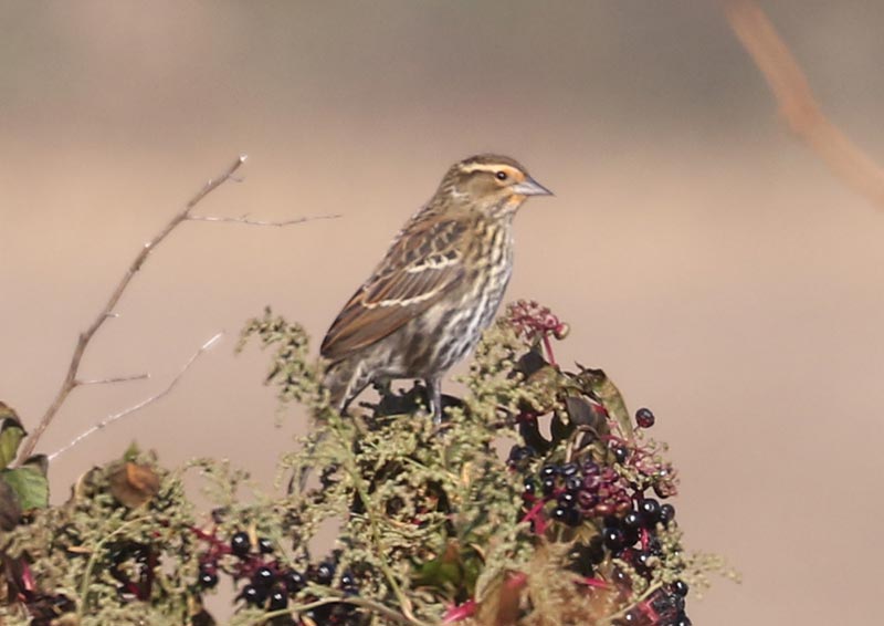 Mystery bird to be identified