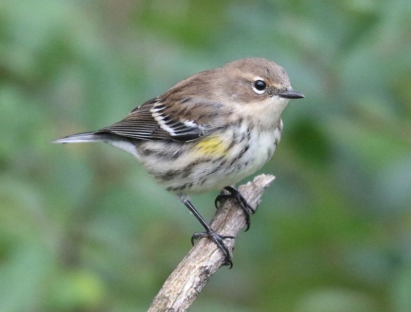 Mystery bird to be identified