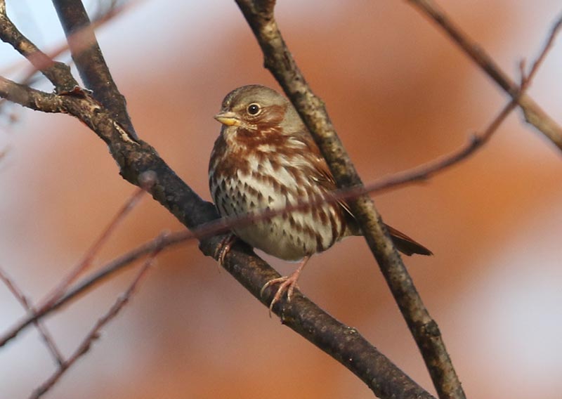 Mystery bird to be identified
