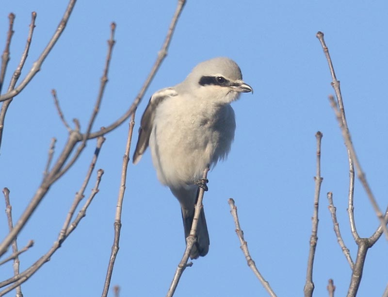 Mystery bird to be identified
