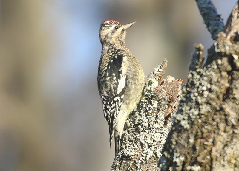 Mystery bird to be identified