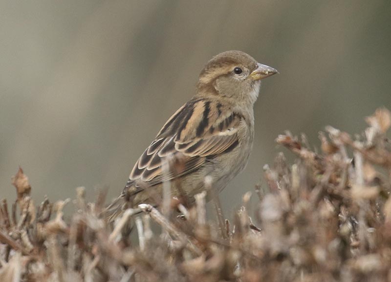 Mystery bird to be identified