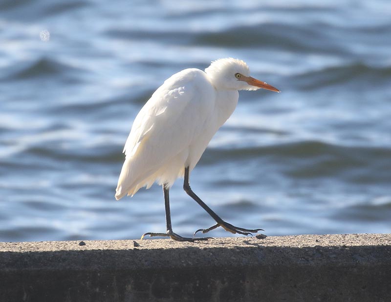 Mystery bird to be identified