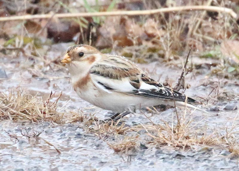 Mystery bird to be identified