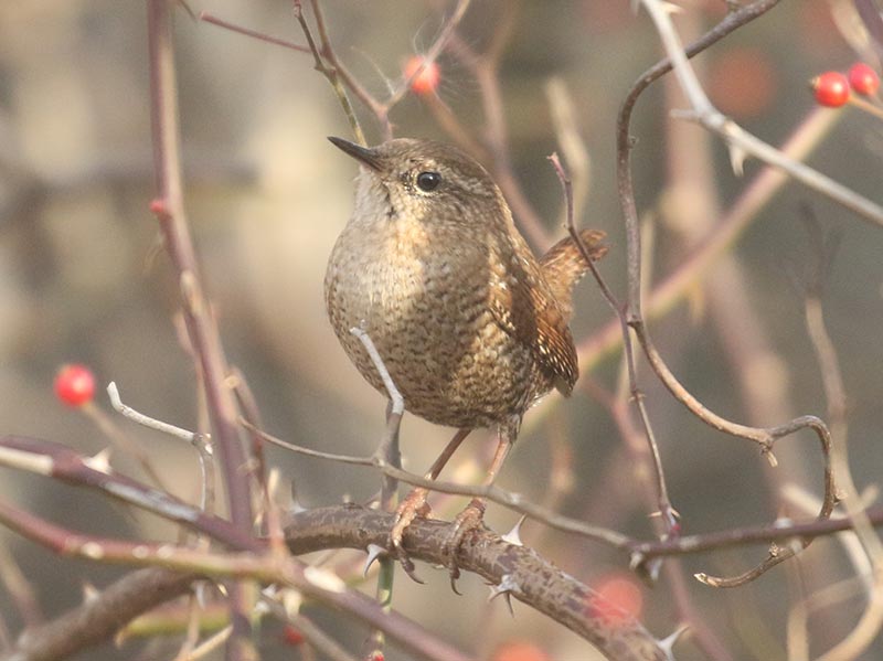 Mystery bird to be identified