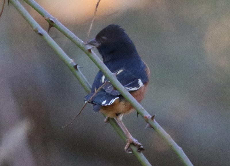 Mystery bird to be identified