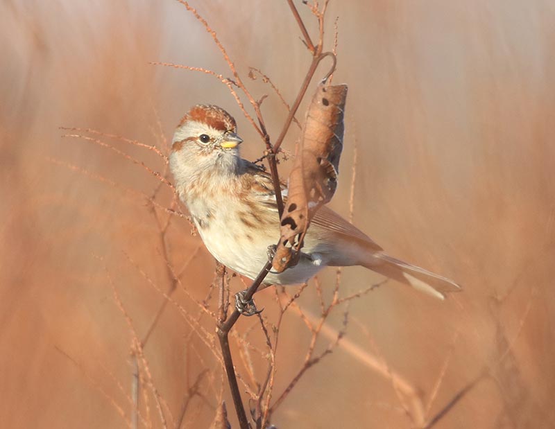 Mystery bird to be identified