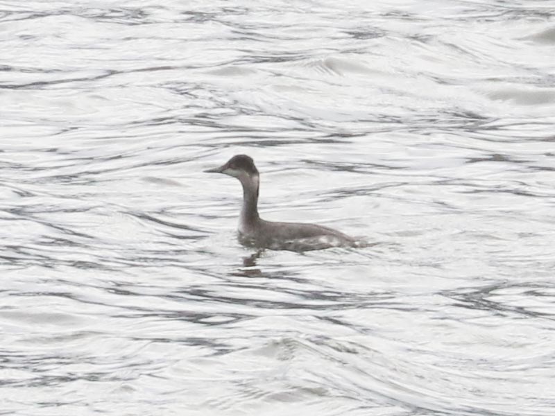 Mystery bird to be identified