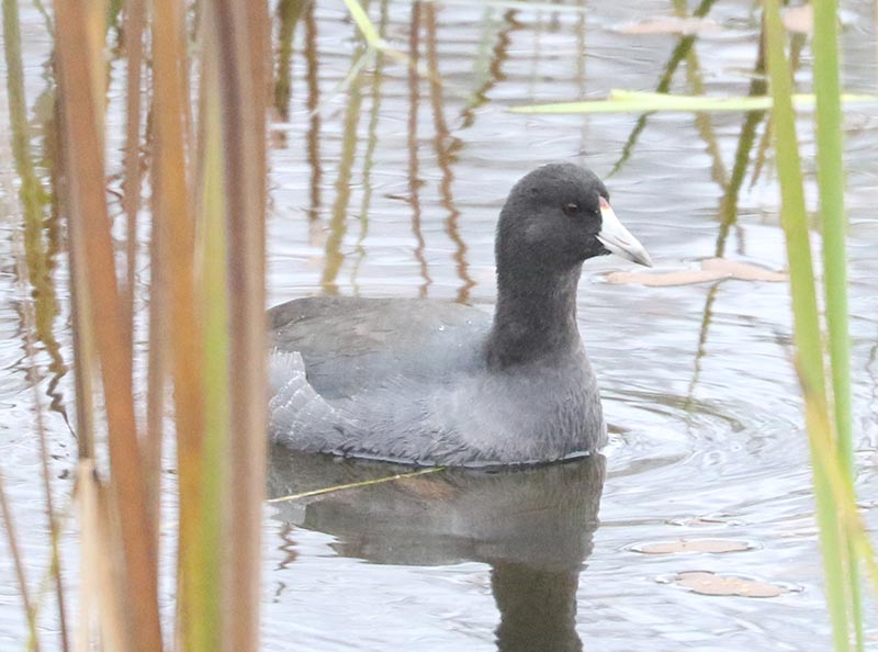 Mystery bird to be identified