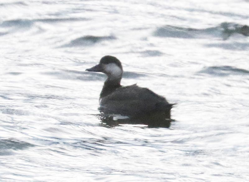 Mystery bird to be identified