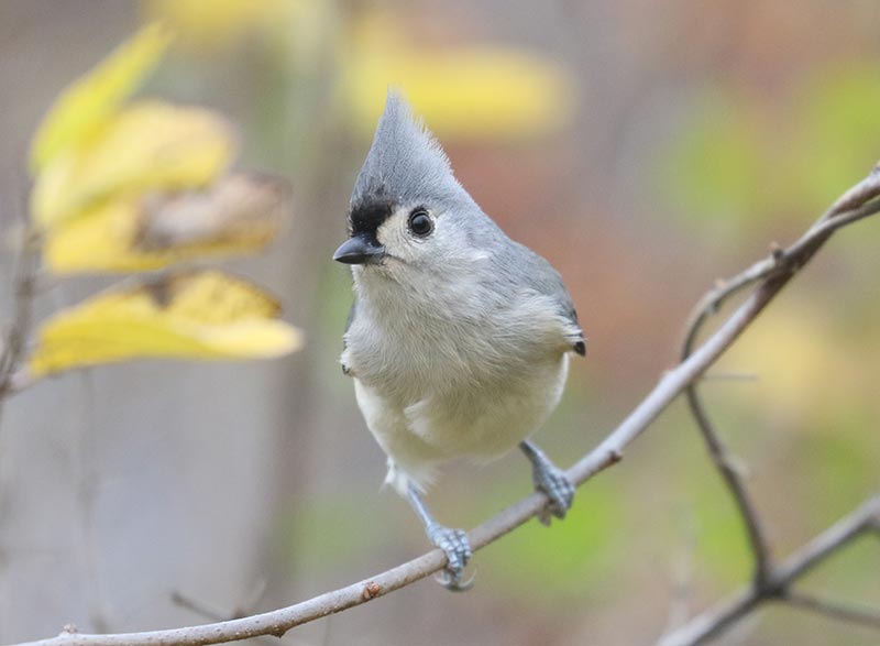Mystery bird to be identified