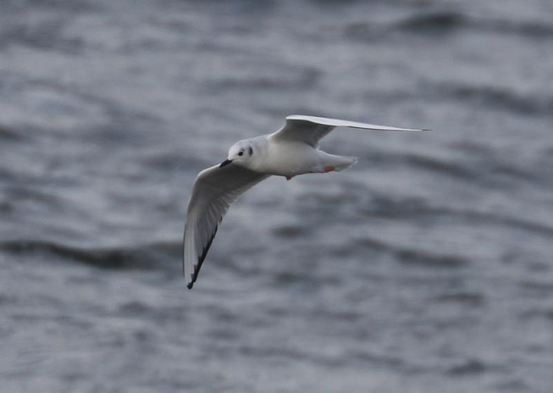 Mystery bird to be identified