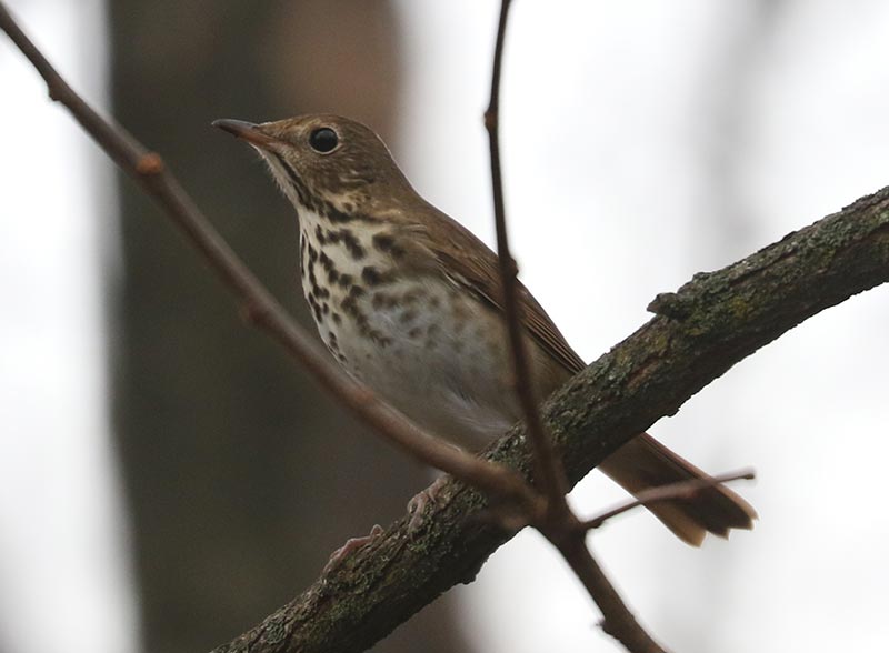 Mystery bird to be identified