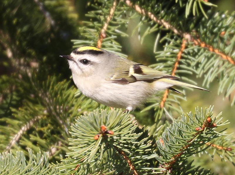 Mystery bird to be identified