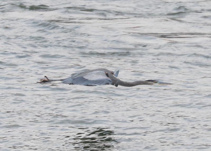 Mystery bird to be identified