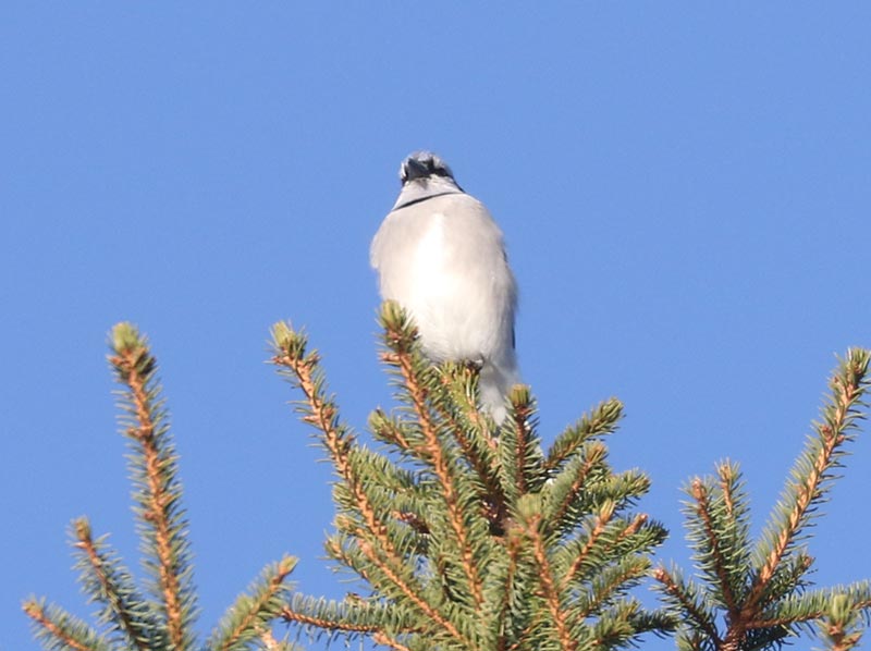 Mystery bird to be identified