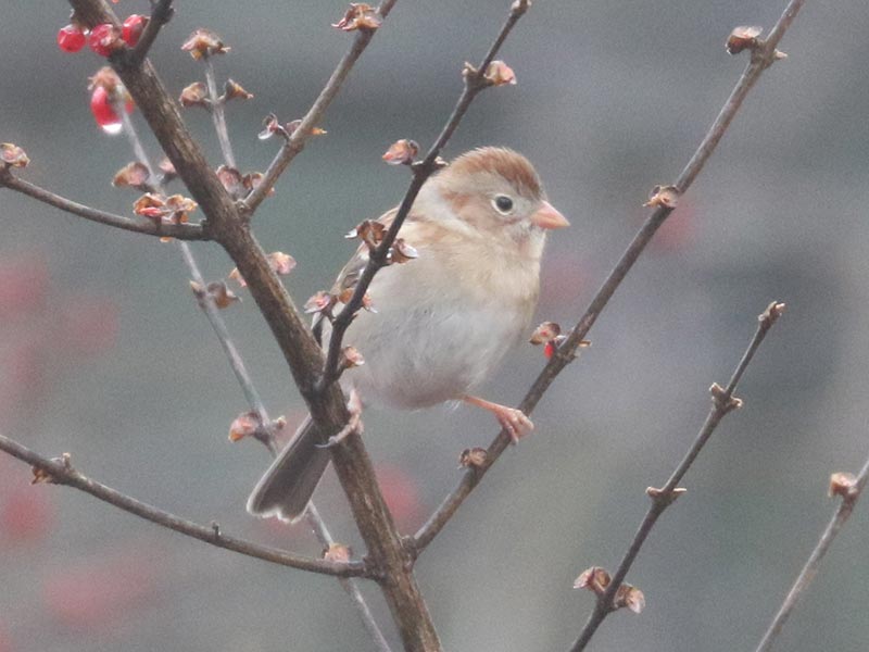 Mystery bird to be identified