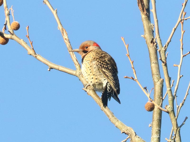 Mystery bird to be identified