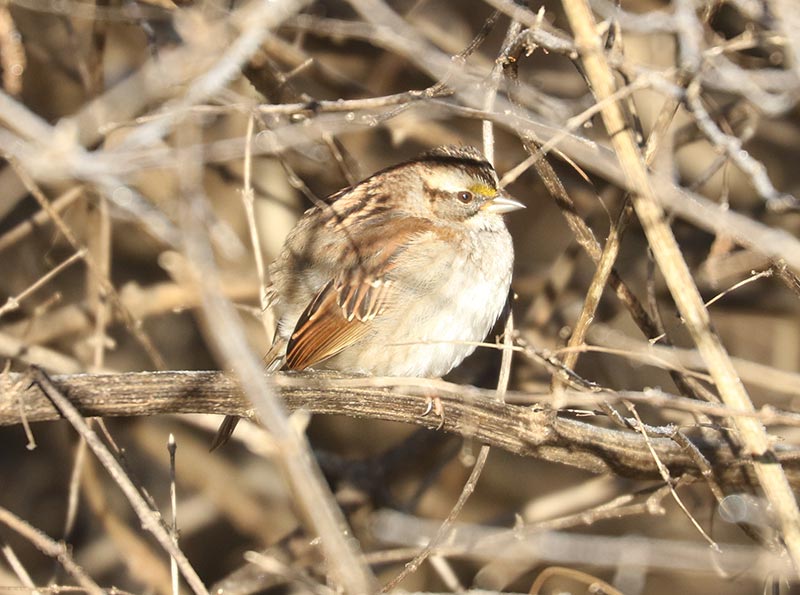 Mystery bird to be identified