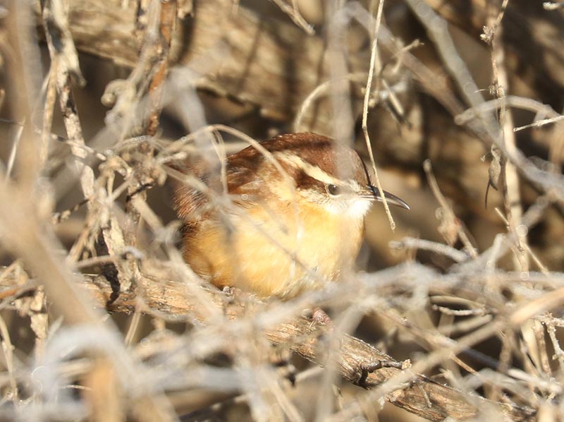Mystery bird to be identified