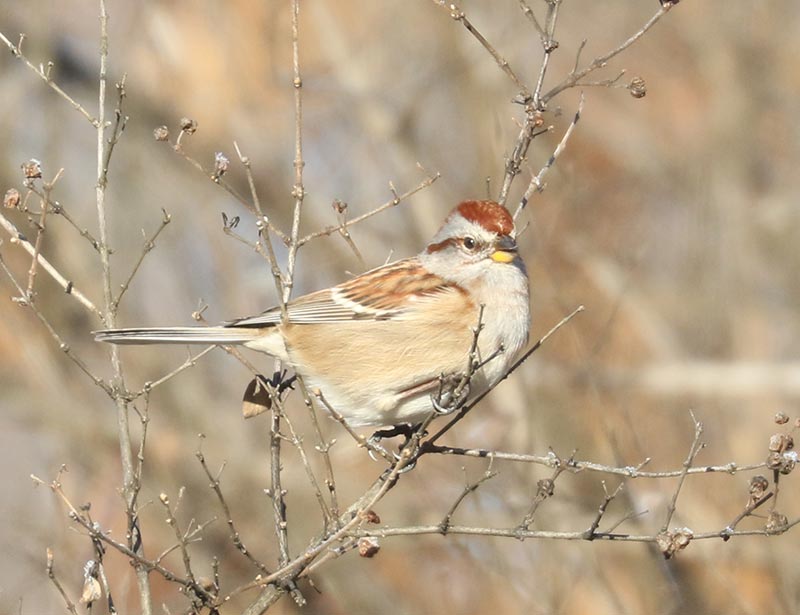 Mystery bird to be identified