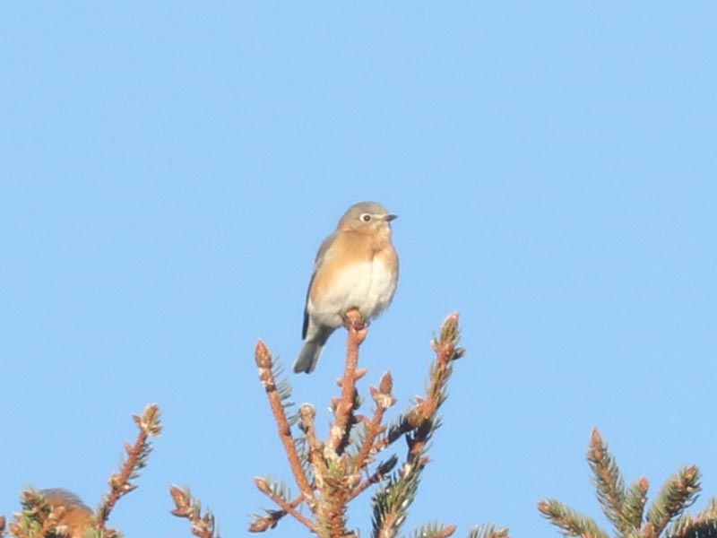 Mystery bird to be identified
