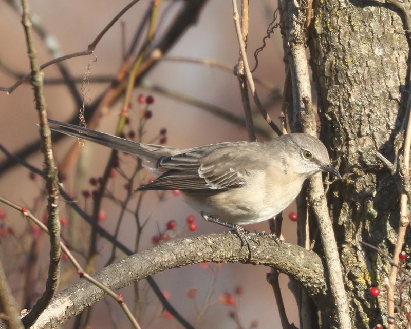 Mystery bird to be identified