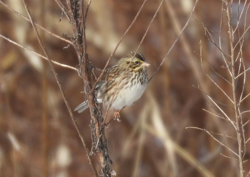 Mystery bird to be identified