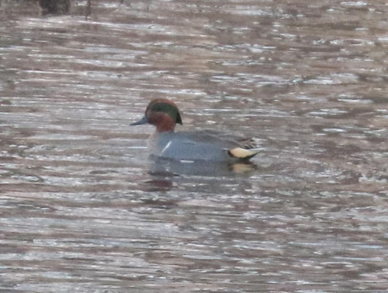 Mystery bird to be identified