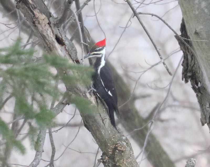 Mystery bird to be identified