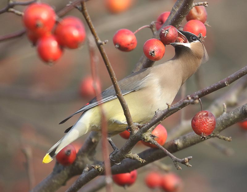 Mystery bird to be identified