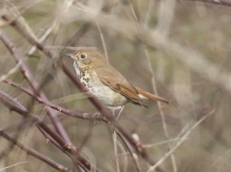 Mystery bird to be identified