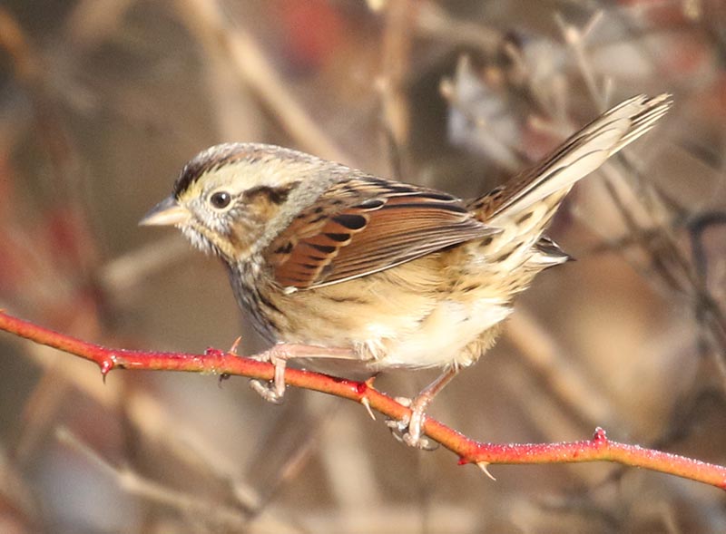 Mystery bird to be identified